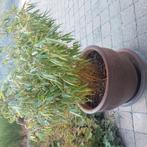 Mooie grote bloempot hoogte 41cm met grote bamboeplant, Tuin en Terras, Ophalen