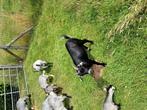 Dwerggeit gecastreerde bokjes, Dieren en Toebehoren, Schapen, Geiten en Varkens