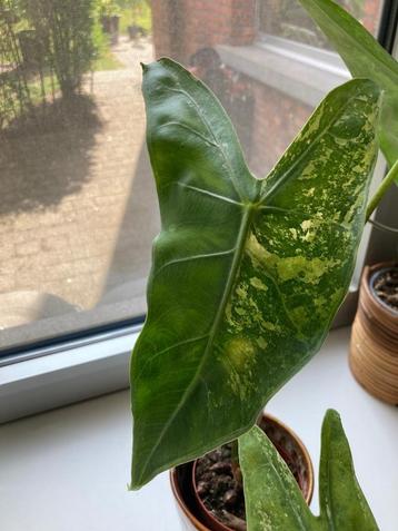 Alocasia Longiloba variegata knollen beschikbaar voor biedingen
