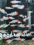 Hobbyaquarium  Hemigrammus Bleheri / Roodkopzalm, Vis, Zoetwatervis, Schoolvis