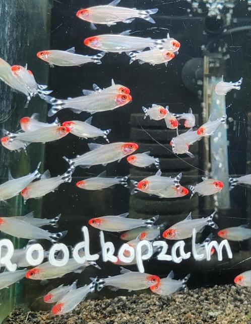 Hobbyaquarium  Hemigrammus Bleheri / Roodkopzalm, Dieren en Toebehoren, Vissen | Aquariumvissen, Zoetwatervis, Vis, Schoolvis
