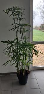 Belle plante d'intérieur : plante parapluie, Ombre partielle, Plante verte, 150 à 200 cm, Enlèvement