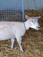 Schaap, Dieren en Toebehoren, Schapen, Geiten en Varkens, Schaap