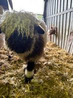 Walliser Schwarznase ooilam, 12/02/2025, Vrouwelijk, Schaap, 0 tot 2 jaar