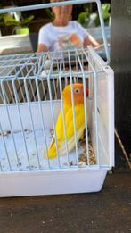 Jonge ficheries, Dieren en Toebehoren