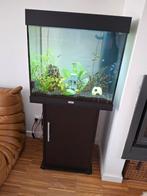 Aquarium juwel met vissen en toebehoren, Dieren en Toebehoren, Vissen | Aquaria en Toebehoren, Ophalen
