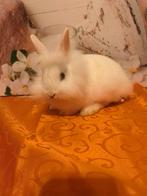 Konijntje tekoop meisje mag ook geruild worden tegen een fre, Dieren en Toebehoren