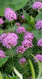 Phuopsis stylosa /Perzische Kruisjesplant, bodembedekker, Ophalen, Bodembedekkers, Vaste plant, Halfschaduw