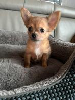 Chichuahua, Particulier, 8 à 15 semaines, Plusieurs, Parvovirose