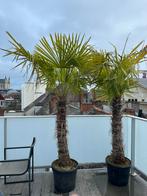 Chinese Waaierpalm, Tuin en Terras, Ophalen