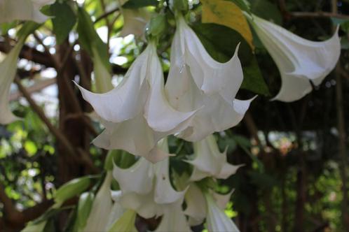 BRUGMANSIA  (engelen trompet), Tuin en Terras, Planten | Tuinplanten, Ophalen of Verzenden