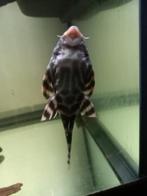 L169 Gold stripe "Panaqolus sp.", Vis, Zoetwatervis