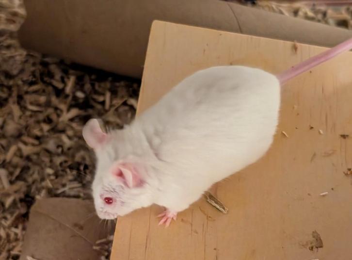 Witte mannelijke muis, niet voor voer, Dieren en Toebehoren, Knaagdieren, Mannelijk, Muis, September