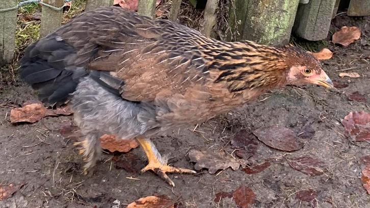 1 poule bonne pondeuse (oeuf bleu) et 1 coq à vendre 6 mois, Dieren en Toebehoren, Pluimvee, Kip, Meerdere dieren