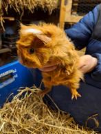Cavia te koop, December, Vrouwelijk