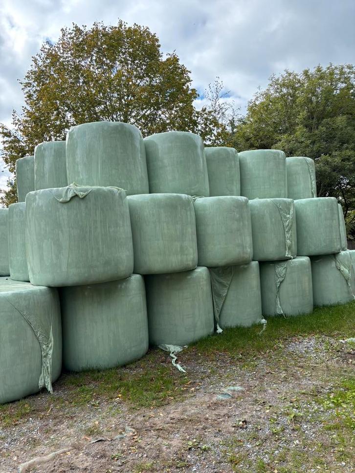 Ronde balen hooi in plastiek, Dieren en Toebehoren, Dierenvoeding, Vee, Ophalen