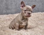 Franse bulldog, België, Fokker | Hobbymatig, CDV (hondenziekte), 8 tot 15 weken