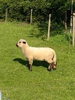 Top Hampshire Down ramlam te koop, Mouton, Mâle, 0 à 2 ans