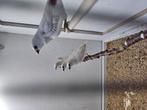 Diamantvink, Dieren en Toebehoren, Vogels | Overige Vogels