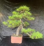 Bonsai bomen, Tuin en Terras, Ophalen