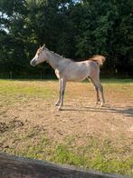 arabische hengst van 1 jaar, Dieren en Toebehoren, Paarden, Hengst