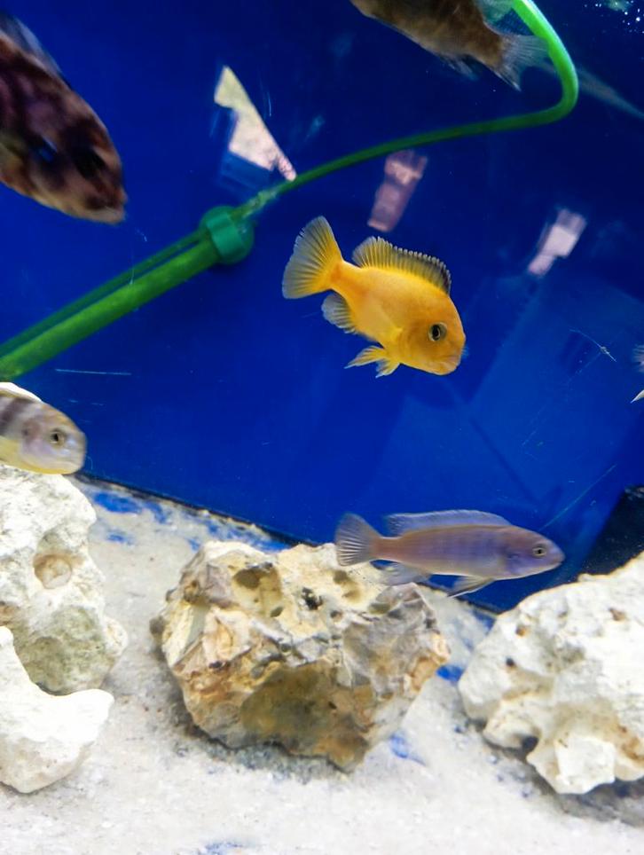 Cichlidès Malawi petite promo pour 10 cichlidès acheter, Dieren en Toebehoren, Vissen | Aquariumvissen, Vis