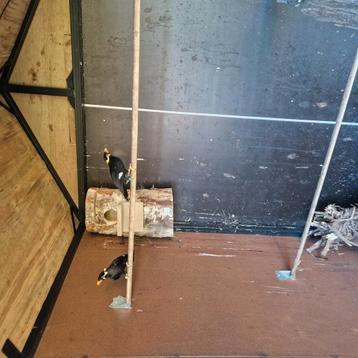 Te koop kweek koppel middel beo 2021 beschikbaar voor biedingen