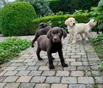 labrador pups, Meerdere, 8 tot 15 weken, Meerdere dieren, België