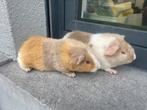 Jonge cavia’s, Dieren en Toebehoren, Cavia