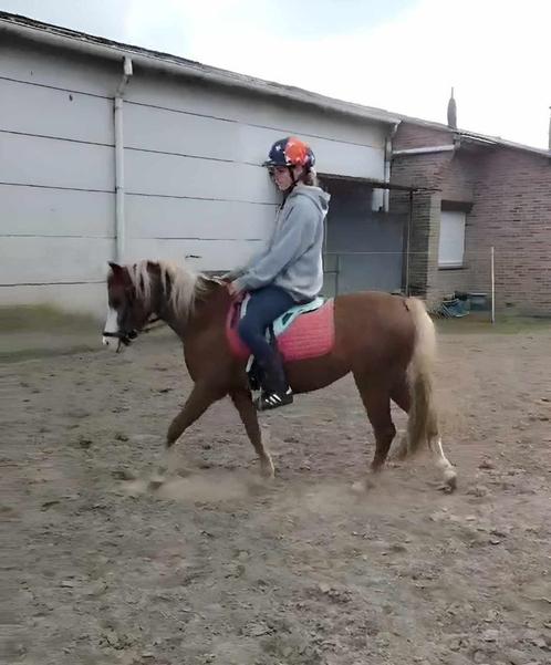 Prachtige welsh sectie B merrie 3,5 jaar  1m30, Dieren en Toebehoren, Pony's, Merrie, B, Met stamboom, Gechipt, Ontwormd