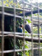 Dwergpapegaaitjes, Dieren en Toebehoren, Vogels | Parkieten en Papegaaien