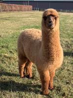 Étalon en alpaga, Animaux & Accessoires, Mâle, 0 à 2 ans