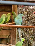 Blauwe halsbandparkiet 75€, Dieren en Toebehoren, Vogels | Parkieten en Papegaaien, Geslacht onbekend, Geringd