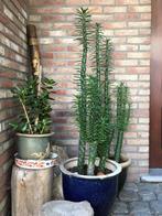 Cactussen, agave, Tuin en Terras, Planten | Tuinplanten, Ophalen of Verzenden