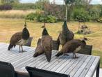 Jonge blauwe pauwen – Indiase pauwen – siervogels, Dieren en Toebehoren, Vogels | Overige Vogels, Meerdere dieren, Wildzangvogel