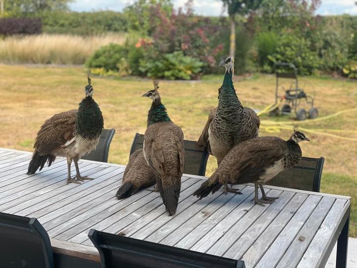 Jonge blauwe pauwen – Indiase pauwen – siervogels, Dieren en Toebehoren, Vogels | Overige Vogels, Wildzangvogel, Meerdere dieren