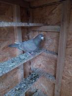 Mooie doffer postduiven