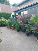Oleanders, palmplanten, stippenbegonia, Ophalen