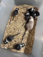 3.3 Baby gerbels, Dieren en Toebehoren, Juni, Meerdere dieren, Overige typen, Tam