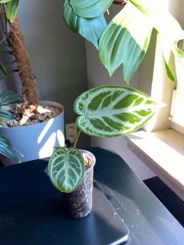 Anthurium silver blush, Enlèvement ou Envoi