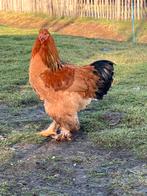 Brahma hanen, Dieren en Toebehoren, Mannelijk, Kip