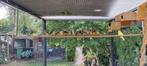 Jonge gould amandines, Dieren en Toebehoren, Vogels | Overige Vogels