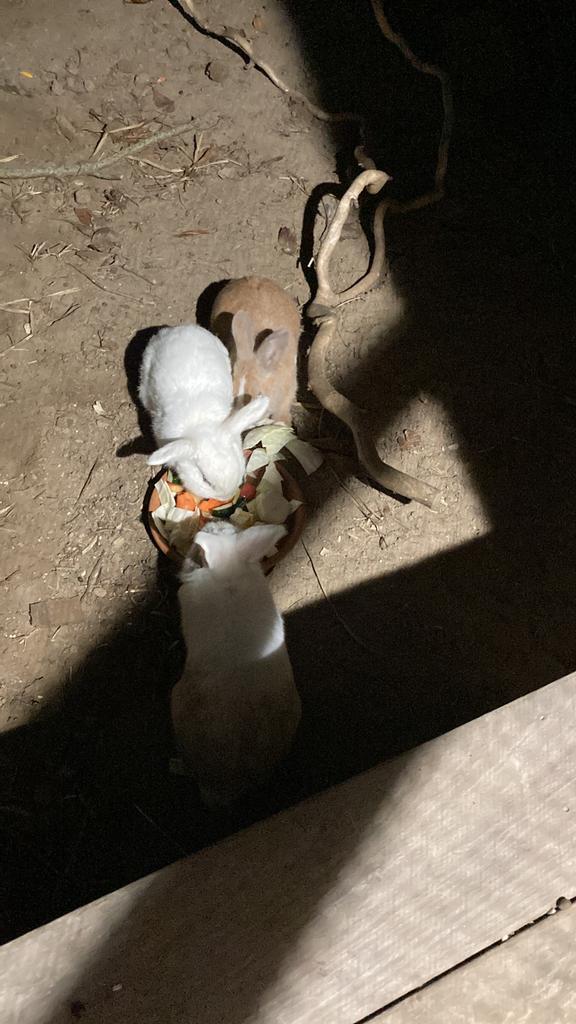 3 manetjes, Dieren en Toebehoren, Konijnen, Klein, Mannelijk, 0 tot 2 jaar