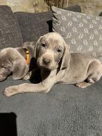 Weimaraner puppies, Chienne, Belgique, 8 à 15 semaines, Plusieurs