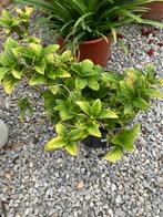 Planten, Tuin en Terras, Planten | Tuinplanten, Ophalen