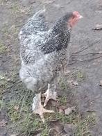 Jonge haan, Dieren en Toebehoren, Pluimvee, Kip