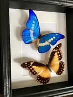 Splendid Couple Morpho Collector Rethenor Helena onder frame, Verzamelen, Nieuw, Opgezet dier, Ophalen of Verzenden, Insect