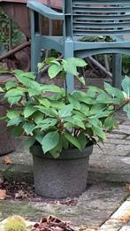 Hortensia, Volle zon, Vaste plant, Zomer, Ophalen