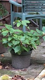 Hortensia, Tuin en Terras, Volle zon, Vaste plant, Zomer, Ophalen