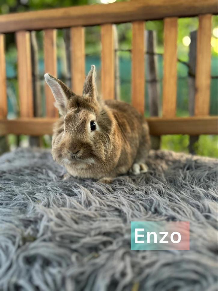 Gecastreerde ram van 2 jaar, Dieren en Toebehoren, Konijnen